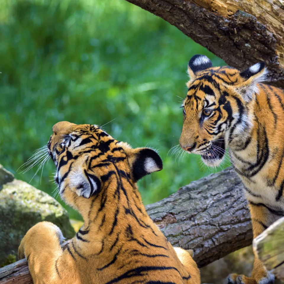 Bhadra Wildlife Sanctuary — elephants, leopards and tigers